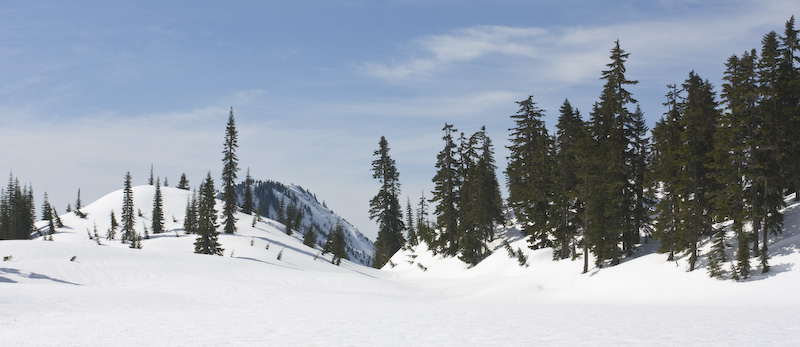 Trees Along Shore Of Lake Valhalla